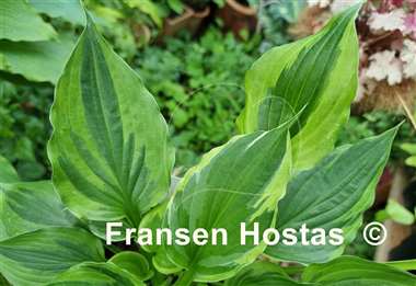 Hosta Christmas Eve